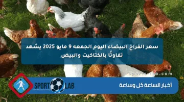 سعر الفراخ البيضاء اليوم الجمعة 9 مايو 2025 يشهد تفاوتًا بالكتاكيت والبيض